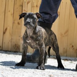 Sanders Kimbo and Sanders Diamond Female 1