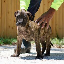 Sanders Kimbo and Sanders Diamond Male 3