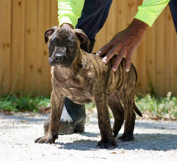 Sanders Kimbo and Sanders Diamond Male 3