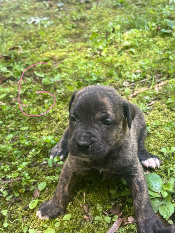 Tank and Quin Female 2