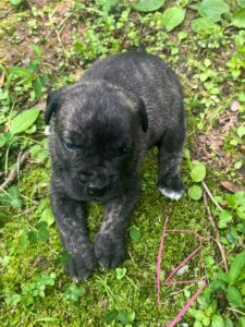 A Presa Canario Puppy