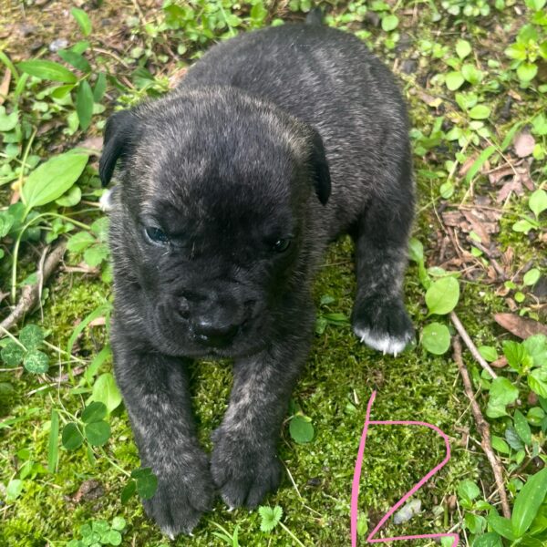 A Presa Canario Puppy