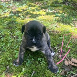 Tank and Quin Male 3