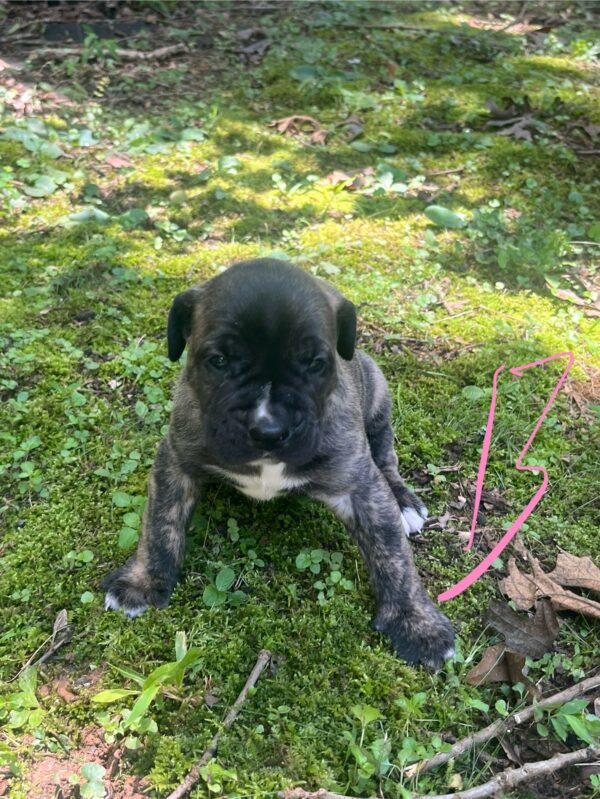 Tank and Quin Male 3