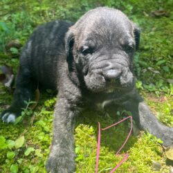Tank and Quin Male 4