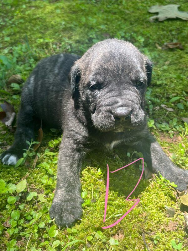 Tank and Quin Male 4