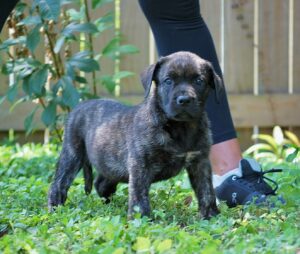 Presa Canario Puppy