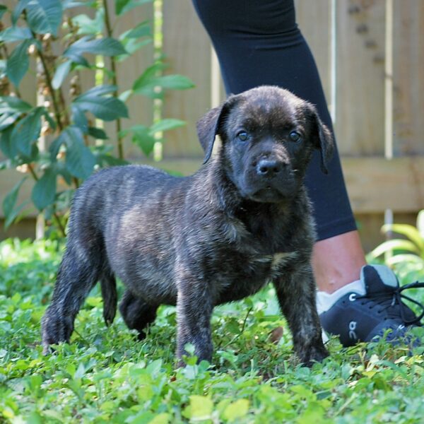 Presa Canario Puppy