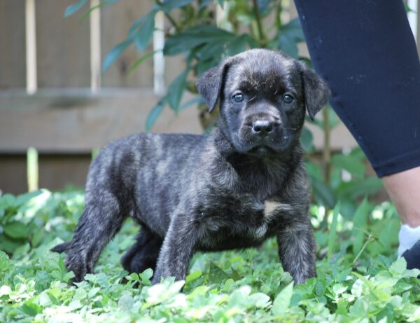 Presa Canario Puppy