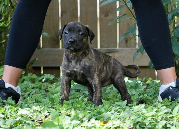 Presa Canario Puppy