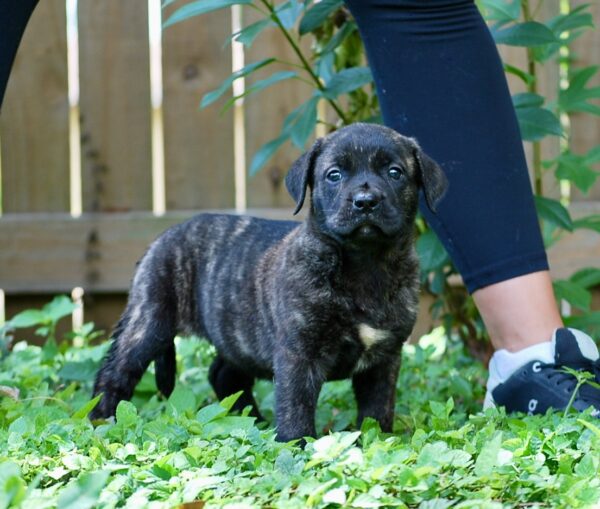 Presa Canario Puppy