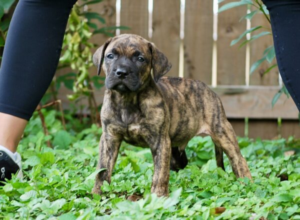 Presa Canario Puppy
