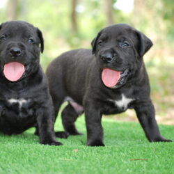 Sanders Olum and Sanders Star Males