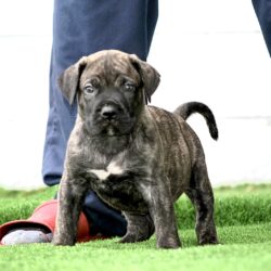 Sanders Olum and Sanders Zee Male 1 stands on grass near a person, with a red toy beside him.