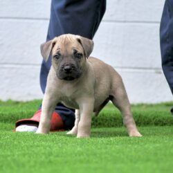 Sanders Olum and Sanders Zee Male 4 tan puppy on grass between legs, person in blue pants and red sandals.