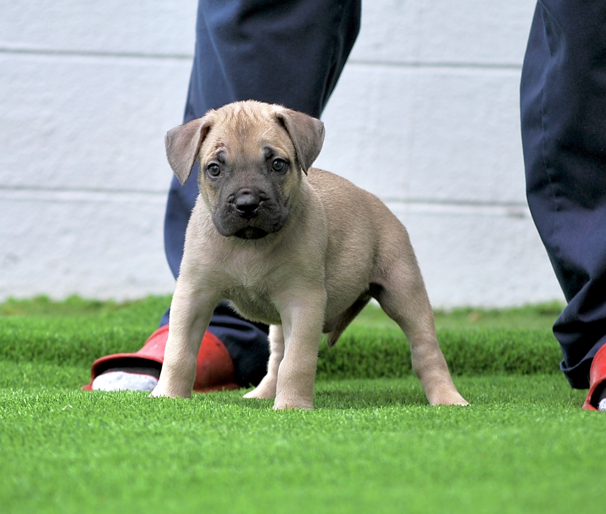 Sanders Olum and Sanders Zee Male 4 tan puppy on grass between legs, person in blue pants and red sandals.