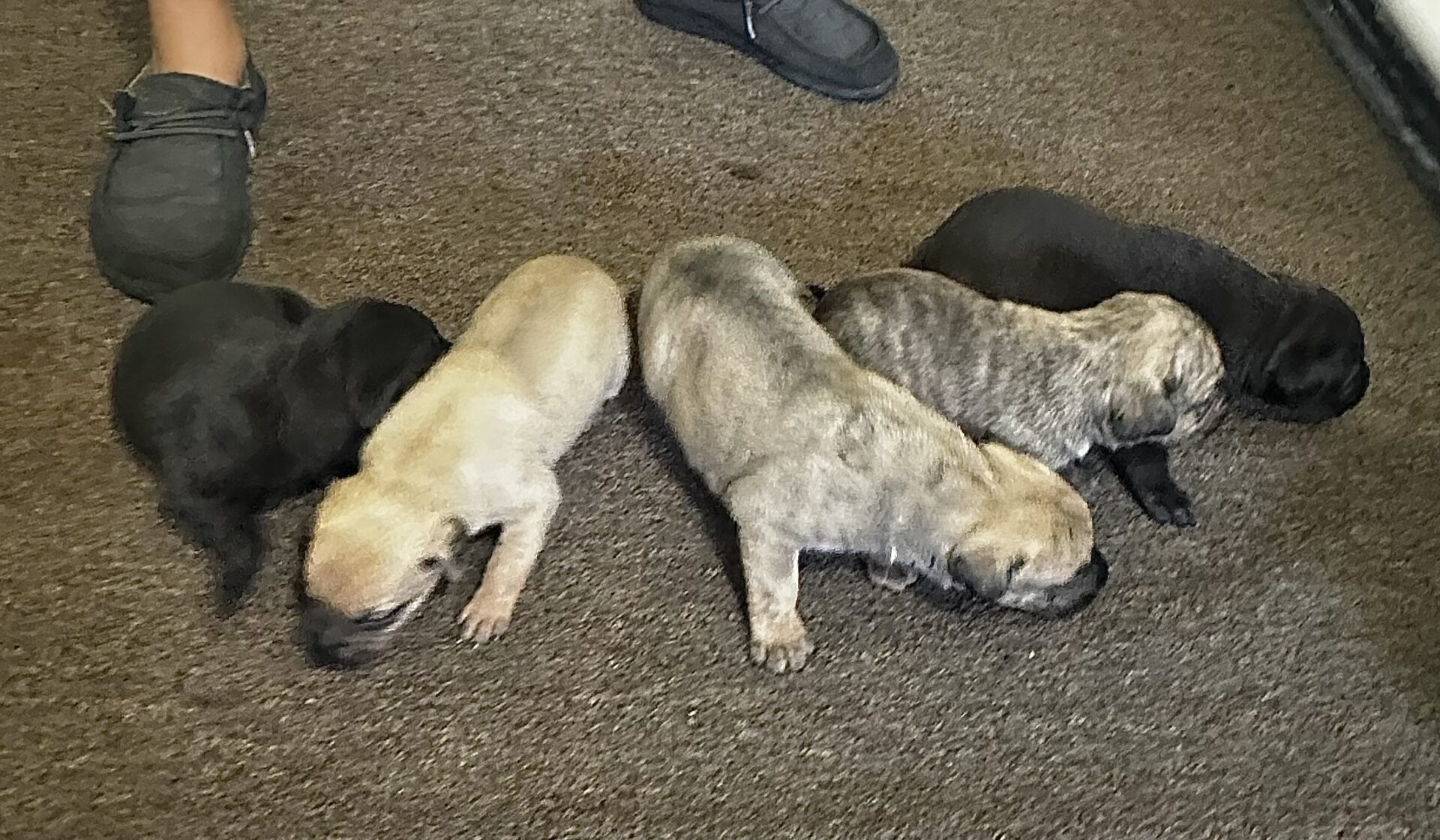 Sanders Olum and Sanders Pepper Females