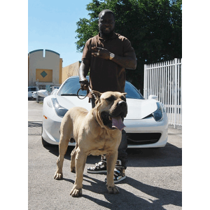 Noah Sanders, Presa Canario, Presa Canario Breeder, Presa Canario Puppy, Presa Canarios Puppies For Sale, Protection Dog Training, Sanders Kennels