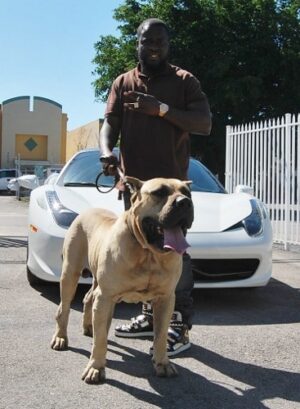 Noah Sanders, Presa Canario, Presa Canario Breeder, Presa Canario Puppy, Presa Canarios Puppies For Sale, Protection Dog Training, Sanders Kennels