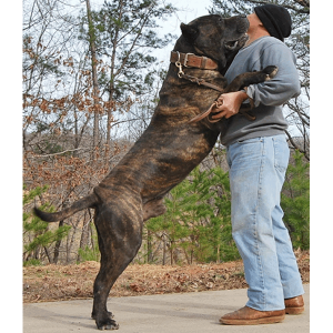 Noah Sanders, Presa Canario, Presa Canario Breeder, Presa Canario Puppy, Presa Canarios Puppies For Sale, Protection Dog Training, Sanders Kennels