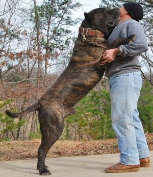 Noah Sanders, Presa Canario, Presa Canario Breeder, Presa Canario Puppy, Presa Canarios Puppies For Sale, Protection Dog Training, Sanders Kennels