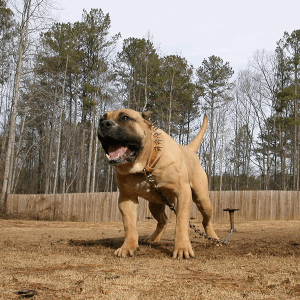 Beige Presa Canario standing outside with a chain leash on