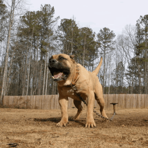 Beige Presa Canario standing outside with a chain leash on