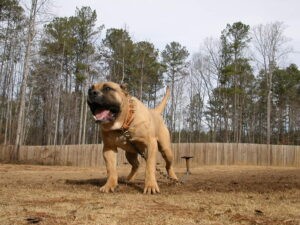 Presa Canario, Sanders Kennels, Presa Canario Breeder, Presa Canarios Puppies For Sale, Noah Sanders