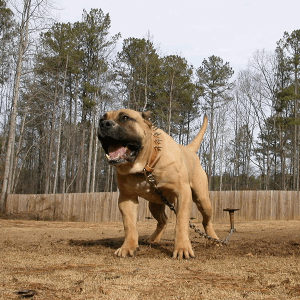 Noah Sanders, Presa Canario, Presa Canario Breeder, Presa Canario Puppy, Presa Canarios Puppies For Sale, Protection Dog Training, Sanders Kennels