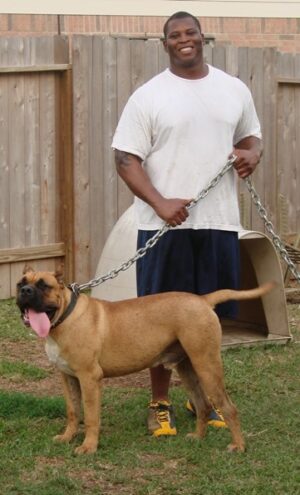 Noah Sanders, Presa Canario, Presa Canario Breeder, Presa Canario Puppy, Presa Canarios Puppies For Sale, Protection Dog Training, Sanders Kennels