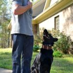 Noah Sanders, Presa Canario, Presa Canario Breeder, Presa Canario Puppy, Presa Canarios Puppies For Sale, Protection Dog Training, Sanders Kennels