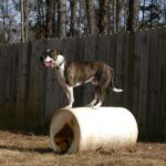 Noah Sanders, Presa Canario, Presa Canario Breeder, Presa Canario Puppy, Presa Canarios Puppies For Sale, Protection Dog Training, Sanders Kennels