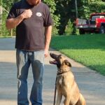 Noah Sanders, Presa Canario, Presa Canario Breeder, Presa Canario Puppy, Presa Canarios Puppies For Sale, Protection Dog Training, Sanders Kennels