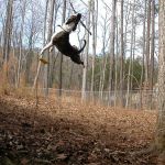 Noah Sanders, Presa Canario, Presa Canario Breeder, Presa Canario Puppy, Presa Canarios Puppies For Sale, Protection Dog Training, Sanders Kennels