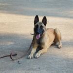 Noah Sanders, Presa Canario, Presa Canario Breeder, Presa Canario Puppy, Presa Canarios Puppies For Sale, Protection Dog Training, Sanders Kennels