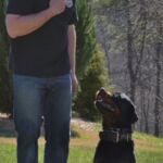 Noah Sanders, Presa Canario, Presa Canario Breeder, Presa Canario Puppy, Presa Canarios Puppies For Sale, Protection Dog Training, Sanders Kennels