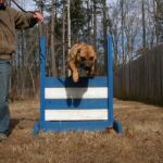 Noah Sanders, Presa Canario, Presa Canario Breeder, Presa Canario Puppy, Presa Canarios Puppies For Sale, Protection Dog Training, Sanders Kennels