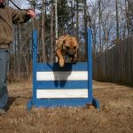 Noah Sanders, Presa Canario, Presa Canario Breeder, Presa Canario Puppy, Presa Canarios Puppies For Sale, Protection Dog Training, Sanders Kennels