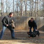 Noah Sanders, Presa Canario, Presa Canario Breeder, Presa Canario Puppy, Presa Canarios Puppies For Sale, Protection Dog Training, Sanders Kennels