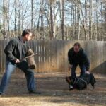 Noah Sanders, Presa Canario, Presa Canario Breeder, Presa Canario Puppy, Presa Canarios Puppies For Sale, Protection Dog Training, Sanders Kennels