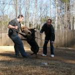 Noah Sanders, Presa Canario, Presa Canario Breeder, Presa Canario Puppy, Presa Canarios Puppies For Sale, Protection Dog Training, Sanders Kennels