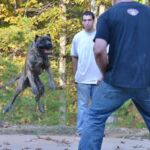 Brown Presa Canario jumping in the air during training