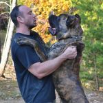Noah Sanders, Presa Canario, Presa Canario Breeder, Presa Canario Puppy, Presa Canarios Puppies For Sale, Protection Dog Training, Sanders Kennels
