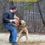 Noah Sanders, Presa Canario, Presa Canario Breeder, Presa Canario Puppy, Presa Canarios Puppies For Sale, Protection Dog Training, Sanders Kennels