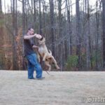 Noah Sanders, Presa Canario, Presa Canario Breeder, Presa Canario Puppy, Presa Canarios Puppies For Sale, Protection Dog Training, Sanders Kennels