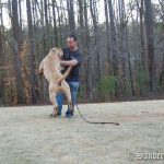 Noah Sanders, Presa Canario, Presa Canario Breeder, Presa Canario Puppy, Presa Canarios Puppies For Sale, Protection Dog Training, Sanders Kennels