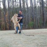 Noah Sanders, Presa Canario, Presa Canario Breeder, Presa Canario Puppy, Presa Canarios Puppies For Sale, Protection Dog Training, Sanders Kennels