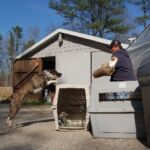 Noah Sanders, Presa Canario, Presa Canario Breeder, Presa Canario Puppy, Presa Canarios Puppies For Sale, Protection Dog Training, Sanders Kennels
